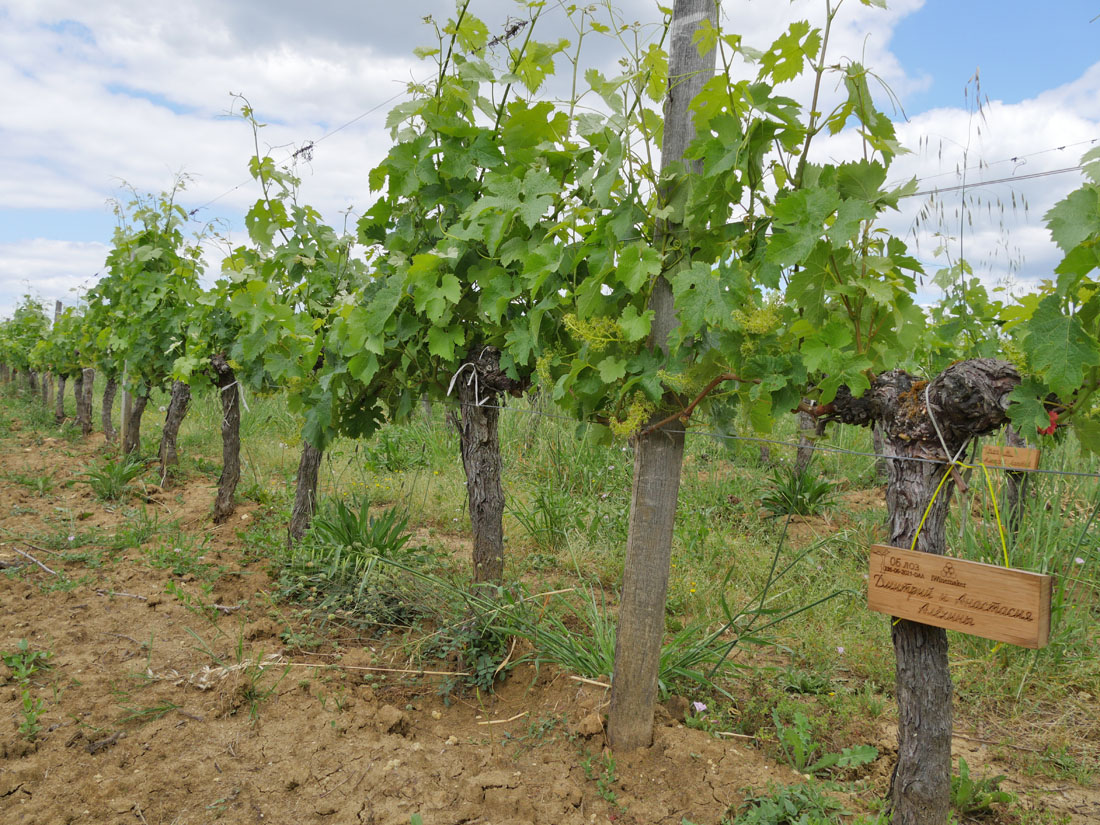 Виноградник на урожай